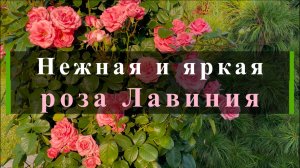 Нежная и яркая роза Лавиния