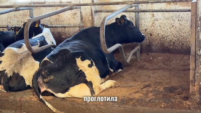 Крупно-рогатый скот - кормление и уход.