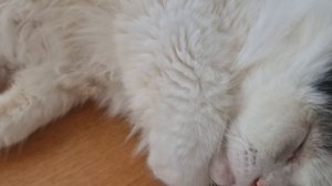 КОТ КУЗЯ 🤗🥰💯💥💕