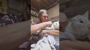 Последний день лечения белой кошечки