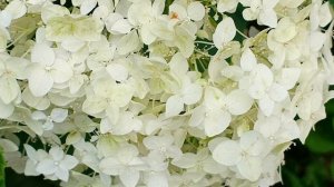 #ах какая красота ромашки и другие цветы
