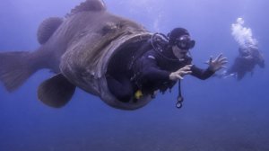 Хищники океана с которыми вы не захотите встречается.