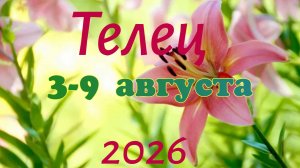 Телец♉Таро- прогноз на неделю с 3 по 9 августа 🕊