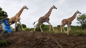 Нубийских жирафов перевезли в заповедник для сохранения популяции в Уганде