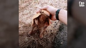 Мужчина Поделился Водой с Броненосцем