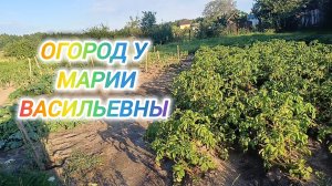 В ОГОРОДЕ У МАРИИ ВАСИЛЬЕВНЫ. ДАВНО МЫ ТАМ НЕ БЫЛИ. ПЕКУ, СТРЯПАЮ И ГОТОВЛЮ