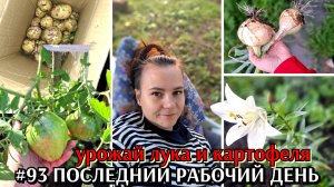 #93 первый урожай картошки и лука / последний рабочий день / я свободна #деревенскаяжизнь #садидача