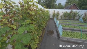 7 соток. Что у меня на огороде после урагана и ливня. Хроника 28 июля 2026 год