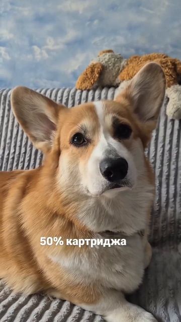 корги❤️❤️