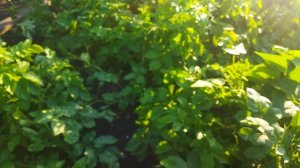 Мои новые сорта картофеля Лапоть розовый, Американка, Ермак улучшенный.