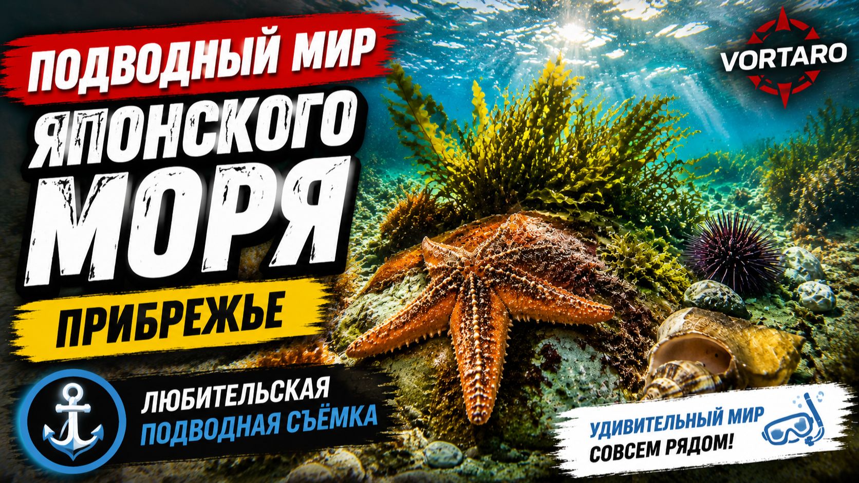 Подводный мир Японского моря. Прибрежье.
