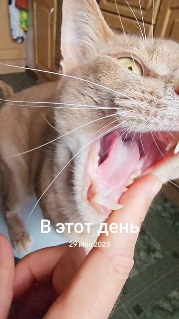 Петь я тоже умею, не хуже своей прислуги 😁 #поющийкот