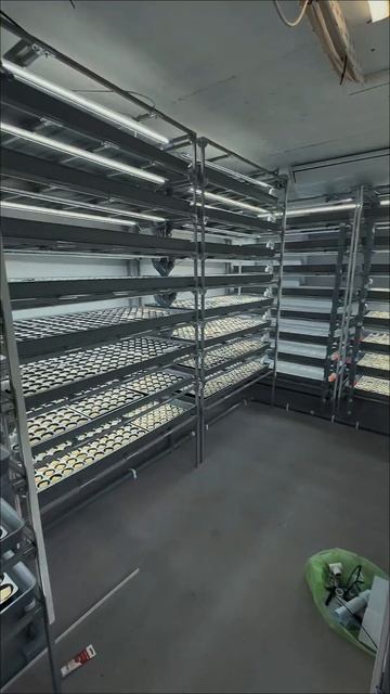 Проектирование и запуск вертикальных ферм Никита Daogreen