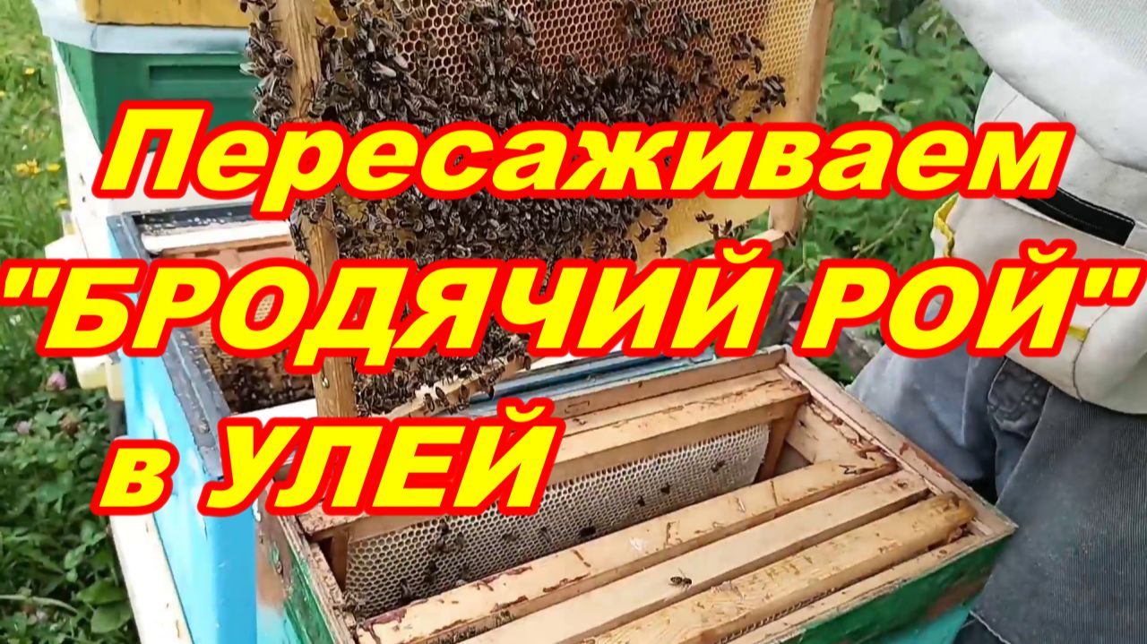 Пересаживаем в УЛЕЙ 