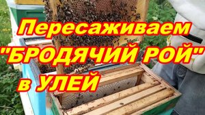 Пересаживаем в УЛЕЙ «ПОЗДНИЙ БРОДЯЧИЙ» РОЙ ПЧЕЛ !