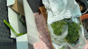 Сегодня получила две посылочки с новыми растишками.