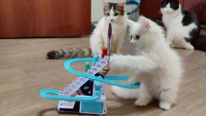 Котята очень любят эту игрушку, особенно котёнок Микки. Классный котёнок по имени Микки.
