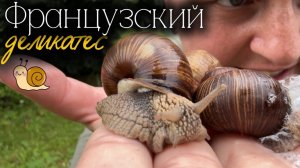 Прогулялись и встретили деликатес французской кухни. Поганка подросла.
