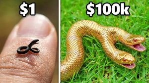 $1 vs. $100,000 Домашняя Змея!