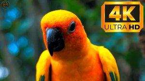 4K Video ULTRA HD \ 4К Видео Ультра качество