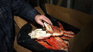 Партию камчатского краба стоимостью более двадцати одного миллиона рублей изъяли в Подмосковье