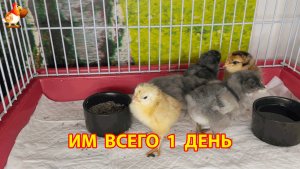 5 суточных цыплят учатся кушать и пить перед переездом в новый дом (1)