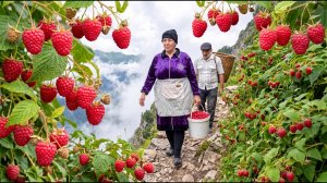 Опасное горное путешествие пожилой пары за деревенской малиной