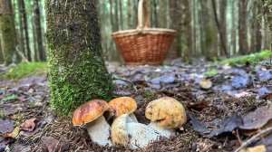 ФЕЕРИЧНАЯ НАХОДКА В ЕЛОВОМ ЛЕСУ! ТАКОЕ ВЫ ЕЩЁ НЕ ВИДЕЛИ | СОБИРАЮ БЕЛЫЕ ГРИБЫ И ПОДОСИНОВИКИ 2026