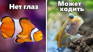 Я Завёл 7 Самых Странных Аквариумных Рыб...