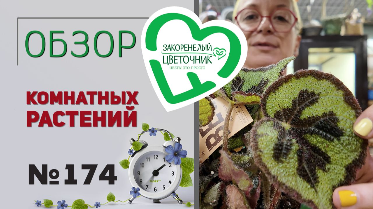 Распаковка: филодендроны, пальмы, ресничковый папоротник, бегонии, глоксинии, стефания, ятрофа. №174