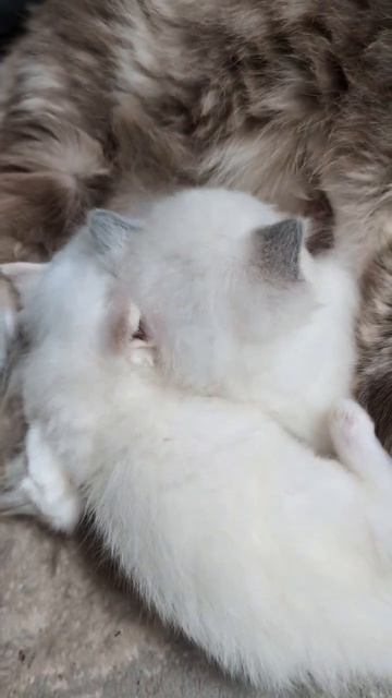 Котята породы рэгдолл