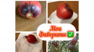 ЧТО ОБЯЗАТЕЛЬНО ПОСЕЮ В СЛЕДУЮЩЕМ СЕЗОНЕ// ОБЗОР МОИХ ТОМАТОВ‼️жизнь здесь и сейчас ✅❤️
