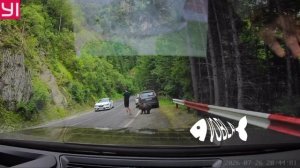 В Румынии к туристу подбежал медведь, но тот его ДАЖЕ НЕ ЗАМЕТИЛ