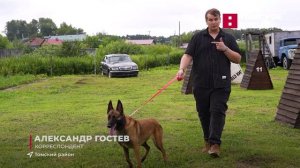 В Томске стартовали кинологические соревнования