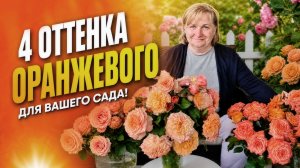 ОРАНЖЕВЫЕ? НЕ СОВСЕМ! Обзор 4 необычных сортов