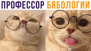 Профессор бябологии))) Приколы с котами