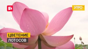 Цветение лотосов. Утро с Губернией. 29/07/2026. GuberniaTV
