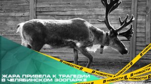 Жара привела к трагедии в челябинском зоопарке. Из-за перегрев скончался северный олень Байкит