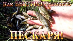 Как Быстро Наловить Живца пескаря! Самый Легкий Способ Ловли!