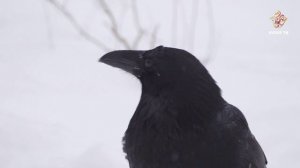 Самая умная птица | Чудеса сотворения. Пернатый мир