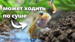 Я Завёл Питомца Ходящую Рыбу (буквально)