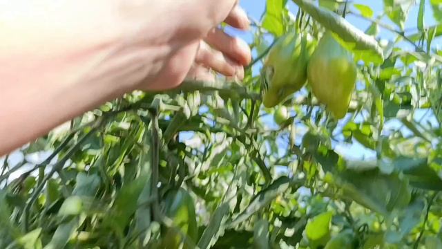 Омск.  Часть ✓1. Томаты 🍅 в открытом грунте. 26 июля 2026.