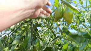 Омск.  Часть ✓1. Томаты 🍅 в открытом грунте. 26 июля 2026.