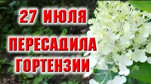 27 июля. Пересадила гортензии