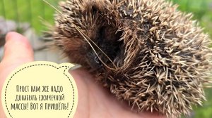 К воротам пришёл ещё один еженёнок! Маленький дождик и его маленькие последствия