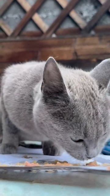 Боню объели