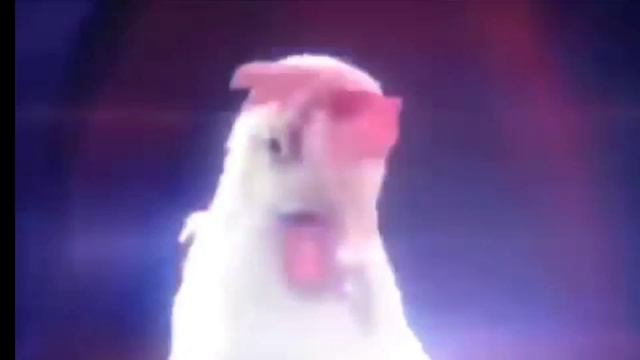 Chicken Eggs