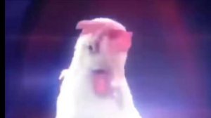 Chicken eggs
