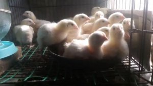 Самые маленькие питомцы