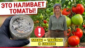 НАСЫПЬТЕ ЭТО ПОД ТОМАТЫ В ИЮЛЕ - И ПЛОДЫ НАЛЬЮТСЯ ТЯЖЁЛЫМИ И СЛАДКИМИ
